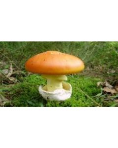 Hongos Yemita Deshidratados 100g